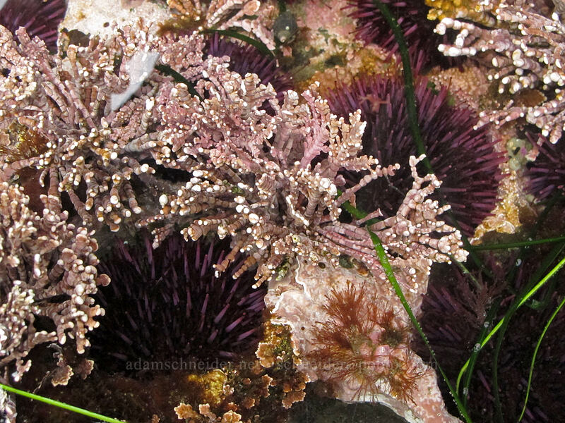 purple sea urchins & coralline algae (Strongylocentrotus purpuratus, Corallina officinalis) [Boiler Bay, Lincoln County, Oregon]