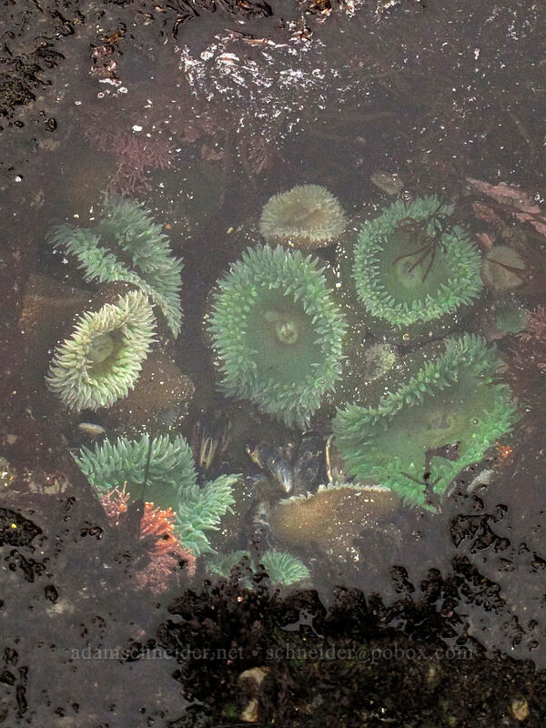 giant green anemones (Anthopleura xanthogrammica) [Boiler Bay, Lincoln County, Oregon]