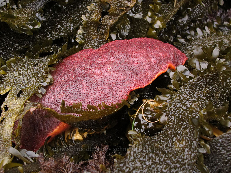 gumboot chiton (Cryptochiton stelleri) [Boiler Bay, Lincoln County, Oregon]