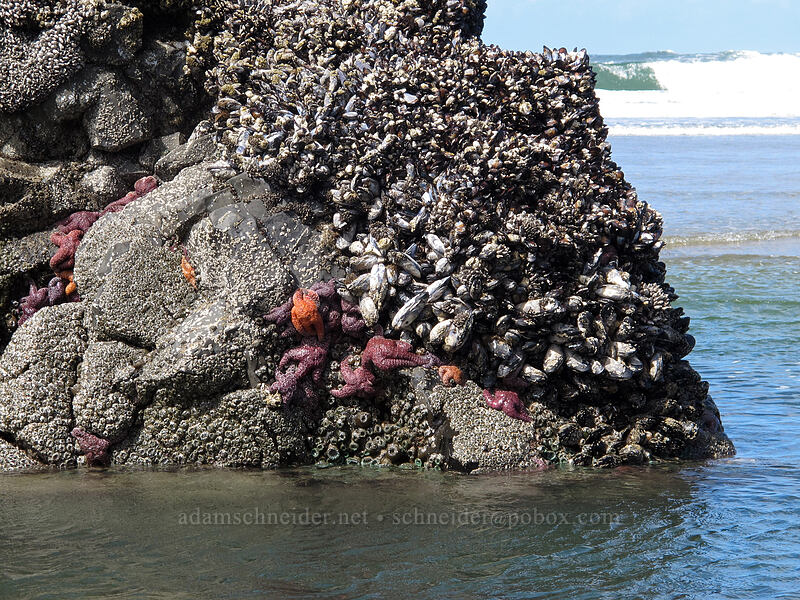ochre sea stars and other intertidal critters (Pisaster ochraceus) [Arcadia Beach, Cannon Beach, Clatsop County, Oregon]