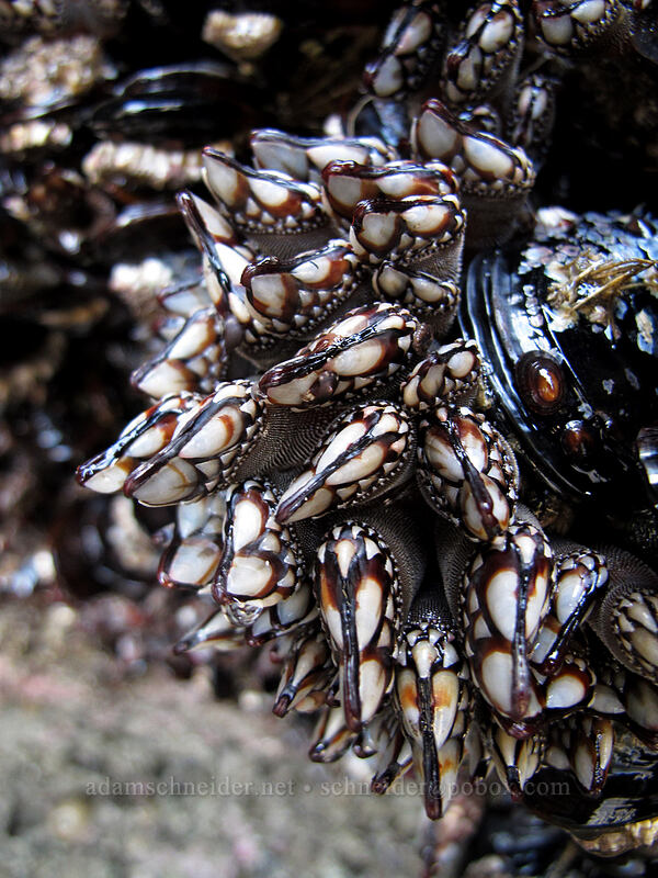 goose-neck barnacles (Pollicipes polymerus) [Arcadia Beach, Cannon Beach, Clatsop County, Oregon]