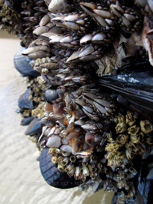 barnacles, mussels, limpets, and other critters [Arcadia Beach, Cannon Beach, Clatsop County, Oregon]