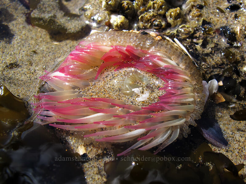 aggregating sea anemone (Anthopleura elegantissima) [Arcadia Beach, Cannon Beach, Clatsop County, Oregon]