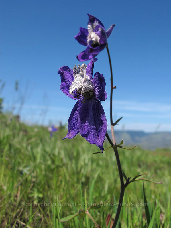 larkspur (Delphinium nuttallianum) [Tom McCall Preserve, Wasco County, Oregon]