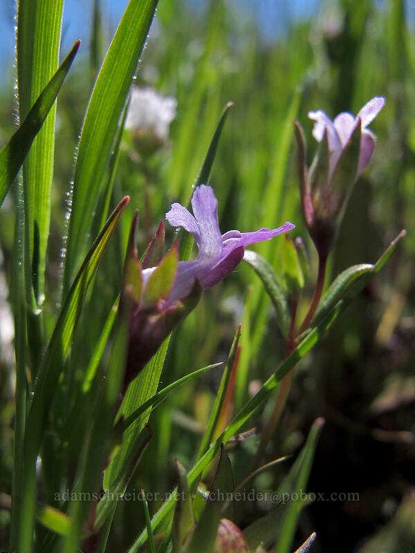 few-flowered blue-eyed Mary (Collinsia sparsiflora) [Tom McCall Preserve, Wasco County, Oregon]