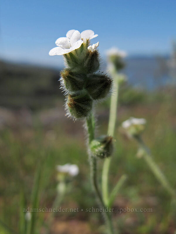 popcorn flower or cryptantha [Tom McCall Preserve, Wasco County, Oregon]