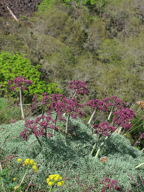 Columbia desert parsley (Lomatium columbianum) [Tom McCall Preserve, Wasco County, Oregon]