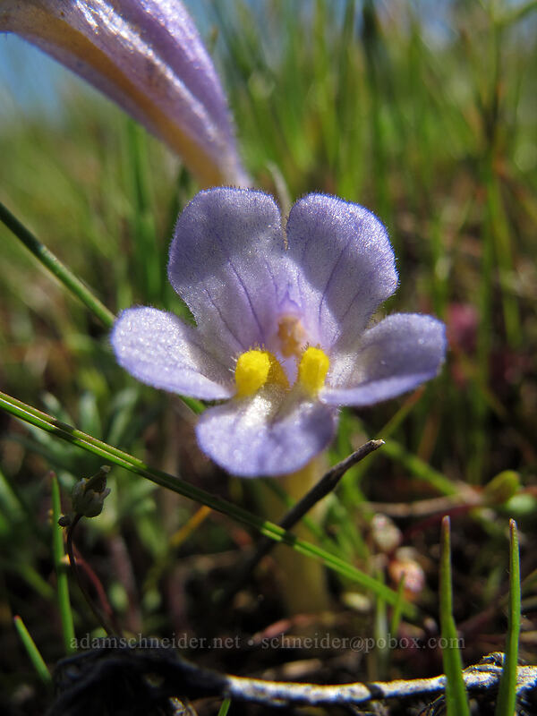 naked broomrape (Aphyllon purpureum (Orobanche uniflora)) [Tom McCall Preserve, Wasco County, Oregon]