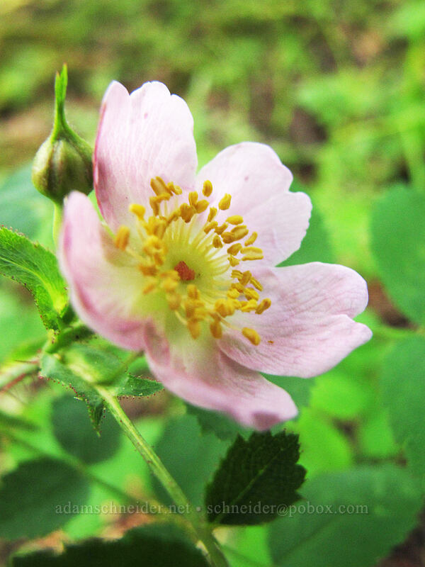 wild rose (Rosa sp.) [Dog Mountain Trail, Gifford Pinchot National Forest, Skamania County, Washington]