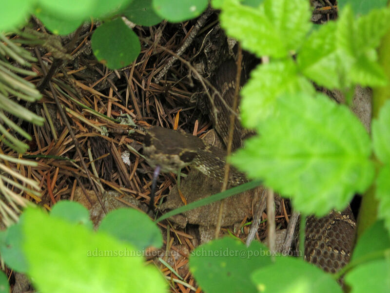 northern Pacific rattlesnake (Crotalus oreganus oreganus) [Dog Mountain Trail, Gifford Pinchot National Forest, Skamania County, Washington]