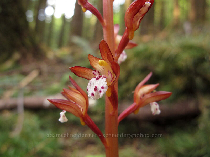 spotted coral-root orchid (Corallorhiza maculata) [Dog Mountain Trail, Gifford Pinchot National Forest, Skamania County, Washington]