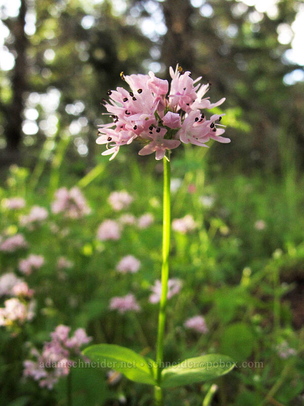 rosy plectritis (Plectritis congesta) [Dog Mountain Trail, Gifford Pinchot National Forest, Skamania County, Washington]
