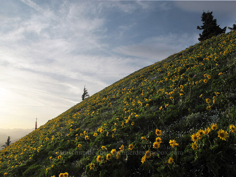 balsamroot-covered slopes (Balsamorhiza sp.) [Dog Mountain Trail, Gifford Pinchot National Forest, Skamania County, Washington]