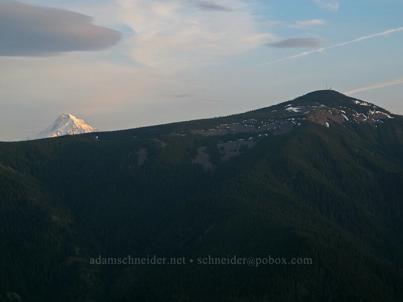 Mt. Hood & Mt. Defiance [Dog Mountain Trail, Gifford Pinchot National Forest, Skamania County, Washington]