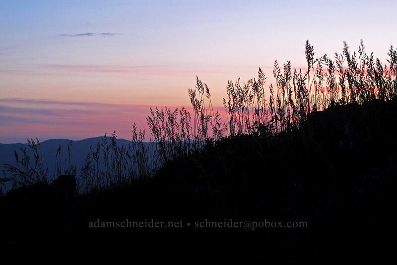 tall grass after sunset [Dog Mountain Trail, Gifford Pinchot National Forest, Skamania County, Washington]