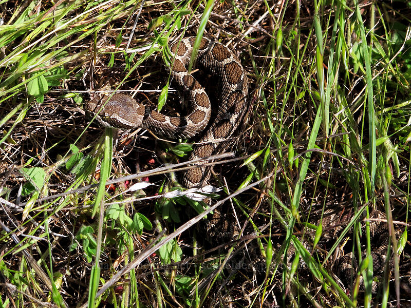 northern Pacific rattlesnake (Crotalus oreganus oreganus) [Memaloose Hills, Mosier, Wasco County, Oregon]