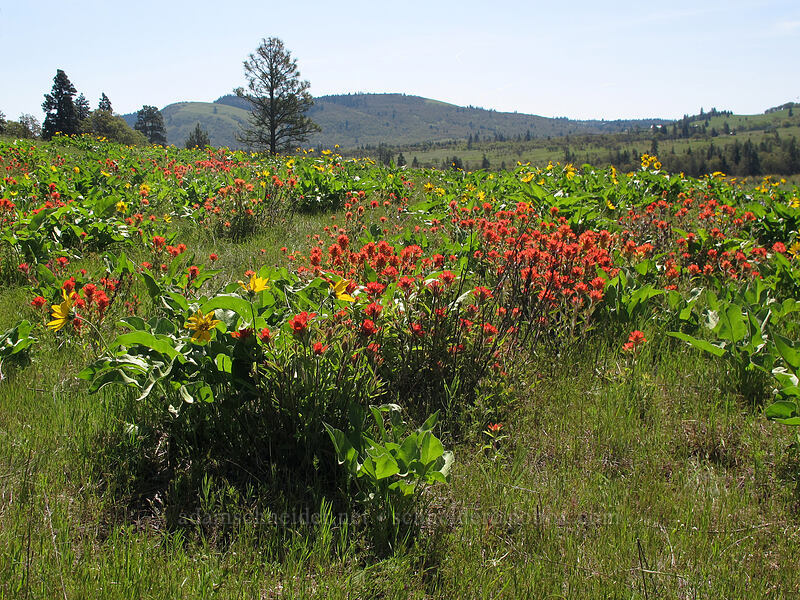 paintbrush & balsamroot (Castilleja sp., Balsamorhiza sp.) [Memaloose Hills, Mosier, Wasco County, Oregon]