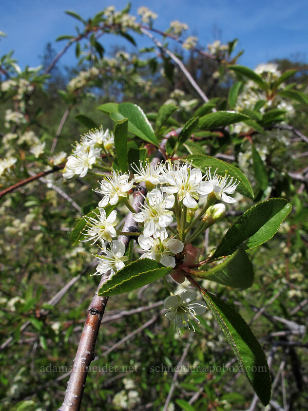 bitter cherry (Prunus emarginata) [Memaloose Hills, Mosier, Wasco County, Oregon]