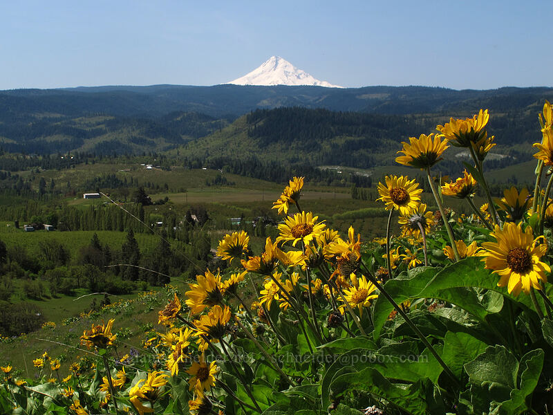 balsamroot & Mt. Hood (Balsamorhiza deltoidea) [Memaloose Hills, Mosier, Wasco County, Oregon]