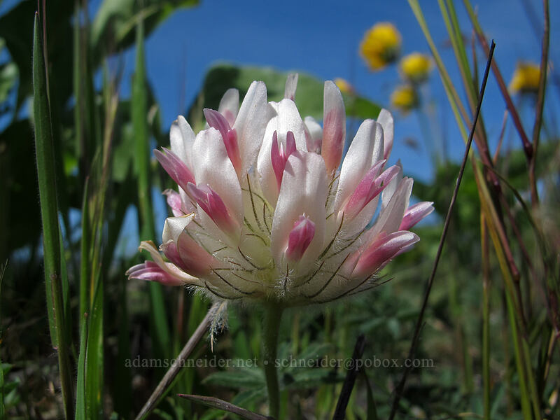 big-head clover (Trifolium macrocephalum) [Memaloose Hills, Mosier, Wasco County, Oregon]