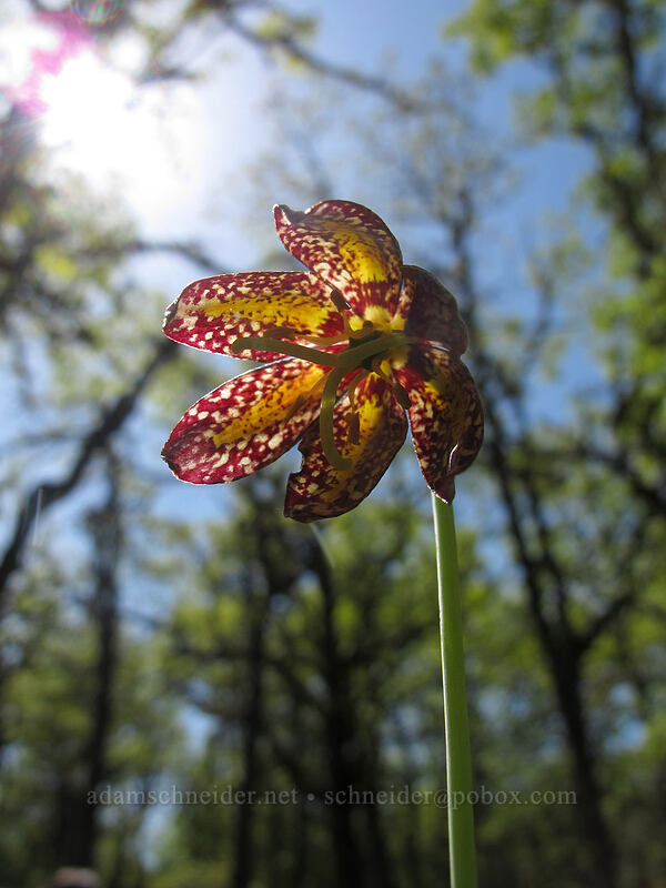 checker/chocolate lily (Fritillaria affinis) [Memaloose Hills, Mosier, Wasco County, Oregon]