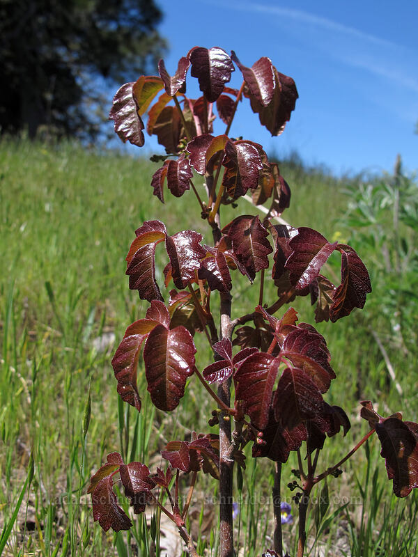 poison-oak (Toxicodendron diversilobum (Rhus diversiloba)) [Memaloose Hills, Mosier, Wasco County, Oregon]