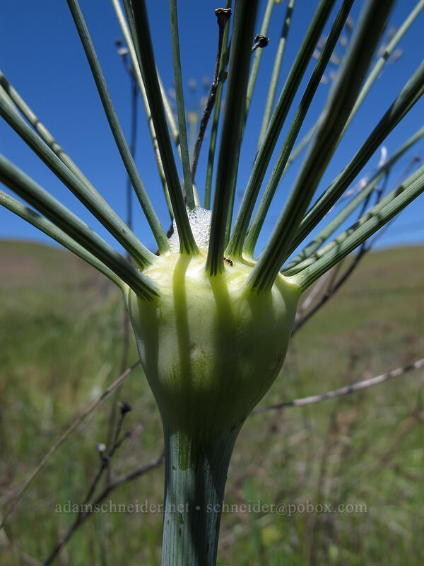 bare-stem desert parsley (Lomatium nudicaule) [Seven-Mile Hill, Chenoweth, Wasco County, Oregon]