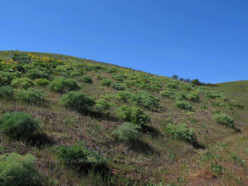 Columbia desert parsley & balsamroot (Lomatium columbianum, Balsamorhiza sp.) [Seven-Mile Hill, Chenoweth, Wasco County, Oregon]