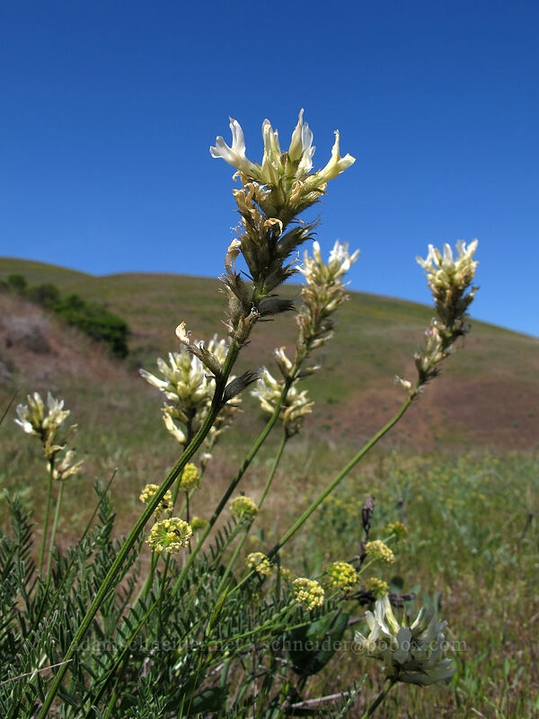 Hood River milk-vetch (Astragalus hoodianus) [Seven-Mile Hill, Chenoweth, Wasco County, Oregon]