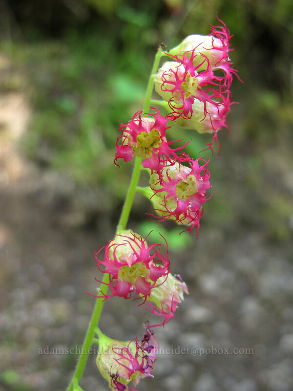 fringe cups (Tellima grandiflora) [Gorge Trail #400, Columbia River Gorge, Multnomah County, Oregon]