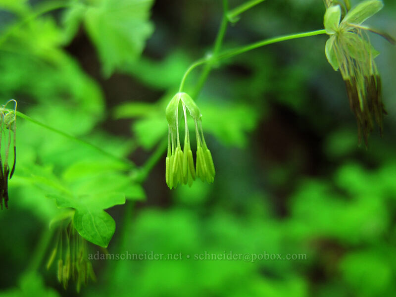 western meadow-rue (male flowers) (Thalictrum occidentale) [Gorge Trail #400, Columbia River Gorge, Multnomah County, Oregon]