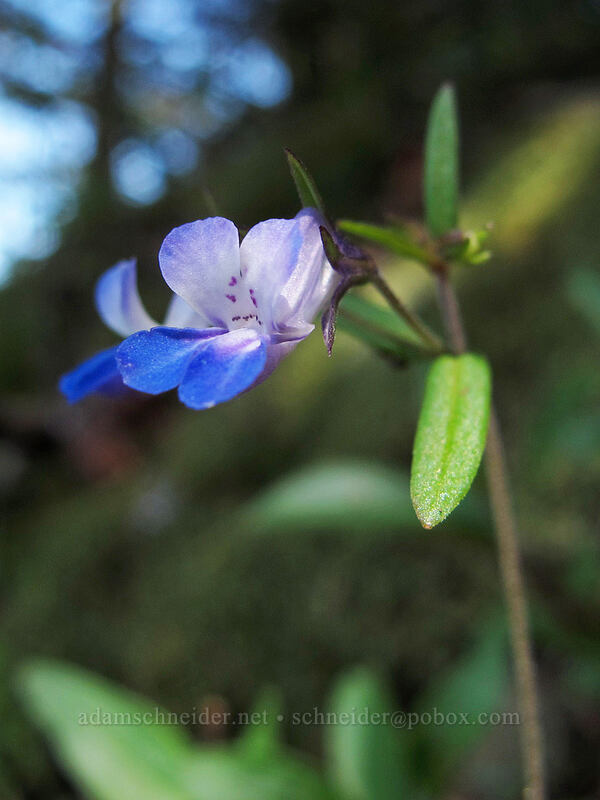 blue-eyed Mary (Collinsia sp.) [Munra Point Trail, Columbia River Gorge, Multnomah County, Oregon]