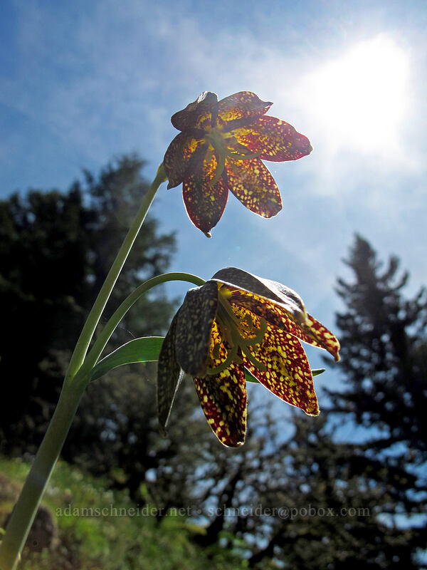 checker lilies (Fritillaria affinis) [Munra Point Trail, Columbia River Gorge, Multnomah County, Oregon]