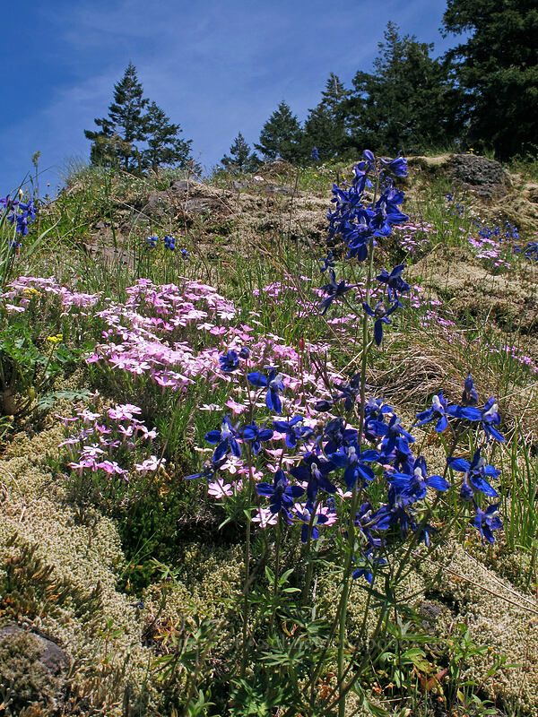phlox & larkspur (Phlox diffusa, Delphinium sp.) [Munra Point, Columbia River Gorge, Multnomah County, Oregon]