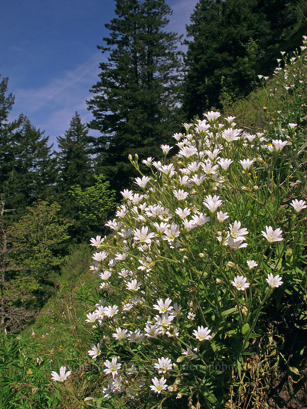 field chickweed (Cerastium arvense) [Munra Point, Columbia River Gorge, Multnomah County, Oregon]