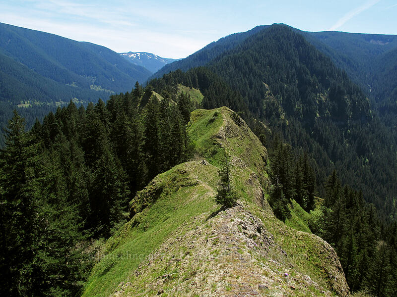 ridge leading south from Munra Point [Munra Point, Columbia River Gorge, Multnomah County, Oregon]