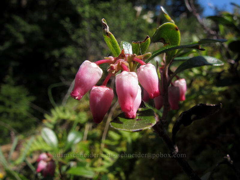 kinnikinnick (bearberry) flowers (Arctostaphylos uva-ursi) [Munra Point Trail, Columbia River Gorge, Multnomah County, Oregon]