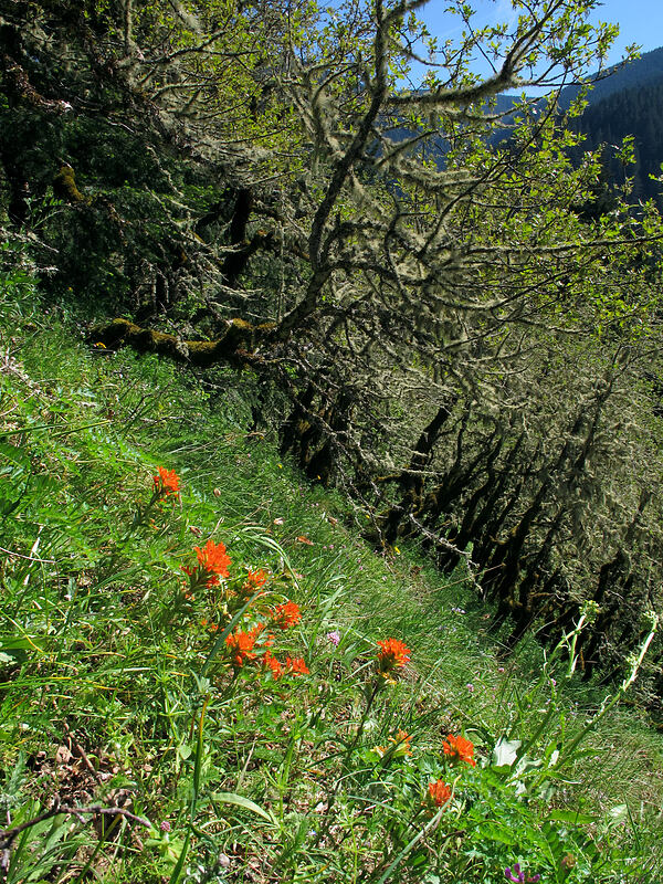 paintbrush (Castilleja sp.) [Munra Point Trail, Columbia River Gorge, Multnomah County, Oregon]