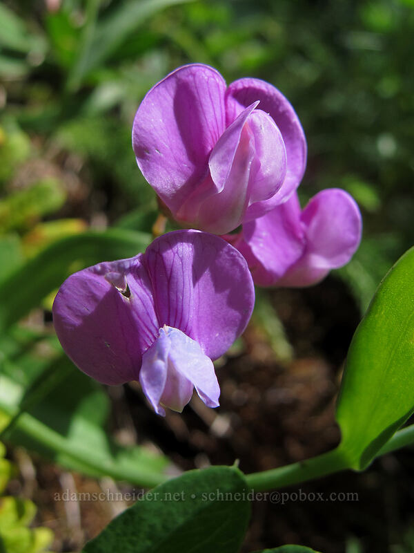 vetch (Vicia sp.) [Munra Point Trail, Columbia River Gorge, Multnomah County, Oregon]