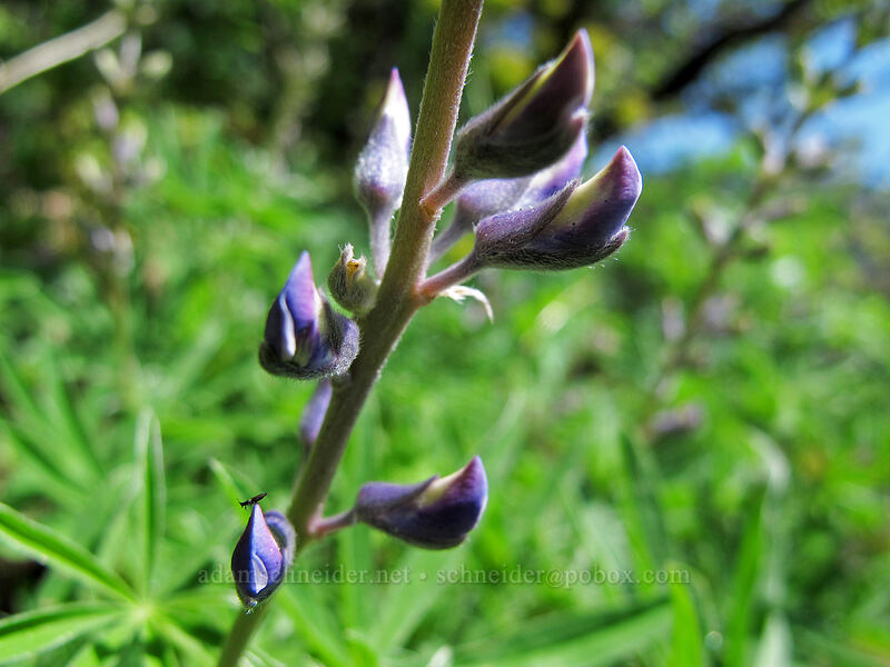 lupines (Lupinus sp.) [Munra Point Trail, Columbia River Gorge, Multnomah County, Oregon]