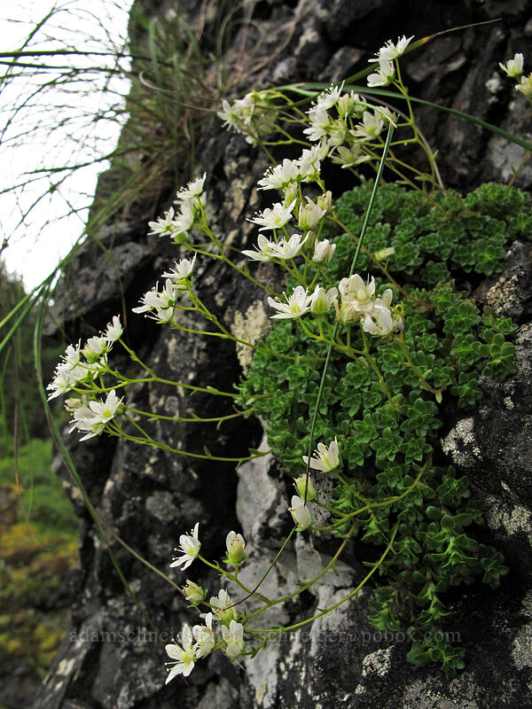 spotted saxifrage (Saxifraga bronchialis ssp. vespertina (Saxifraga vespertina)) [Rock of Ages Arch, Columbia River Gorge, Multnomah County, Oregon]