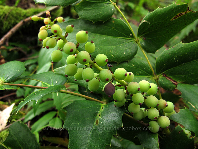Oregon-grape berries (Mahonia nervosa (Berberis nervosa)) [Rock of Ages Trail, Columbia River Gorge, Multnomah County, Oregon]