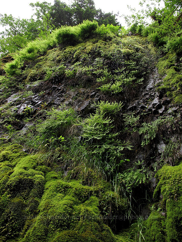 drippy mossy cliff [Oneonta Canyon, Columbia River Gorge, Multnomah County, Oregon]