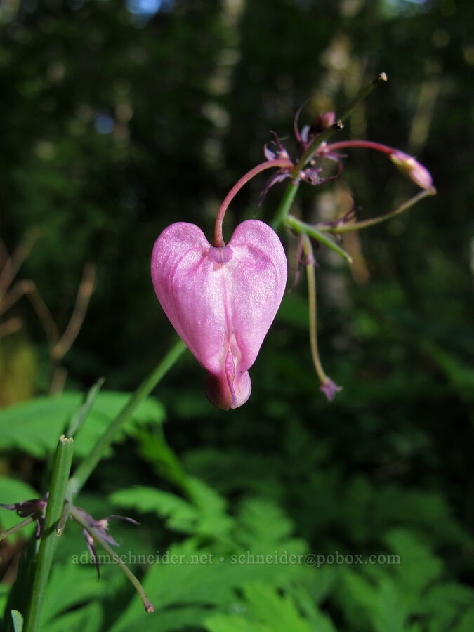 bleeding heart (Dicentra formosa) [Aldrich Butte Road, Gifford Pinchot National Forest, Skamania County, Washington]