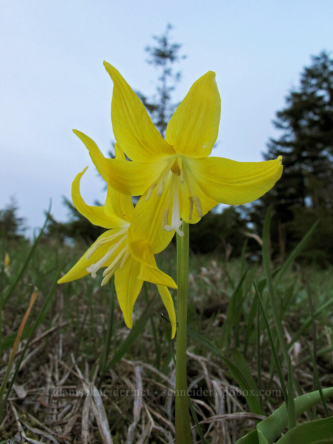 glacier lilies (Erythronium grandiflorum) [Table Mountain summit, Table Mountain NRCA, Skamania County, Washington]