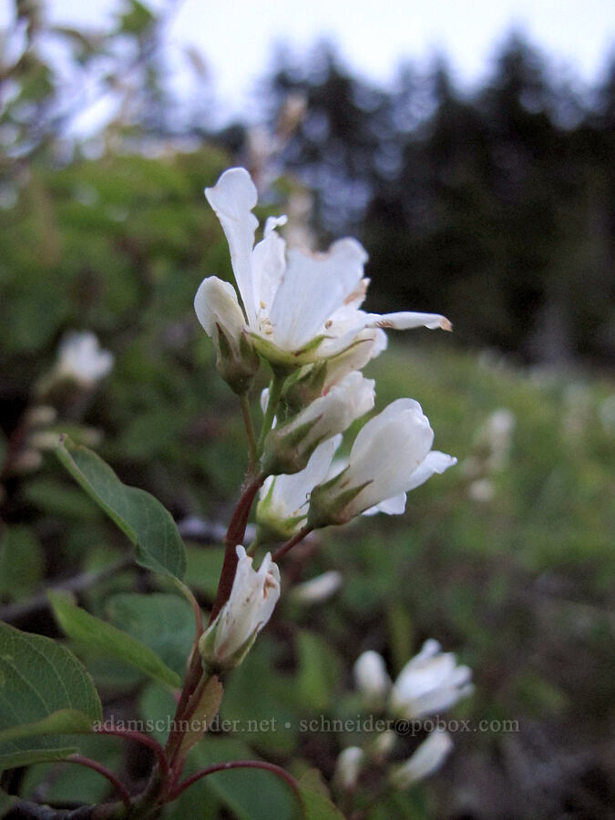 serviceberry flowers (Amelanchier alnifolia) [Table Mountain summit, Table Mountain NRCA, Skamania County, Washington]