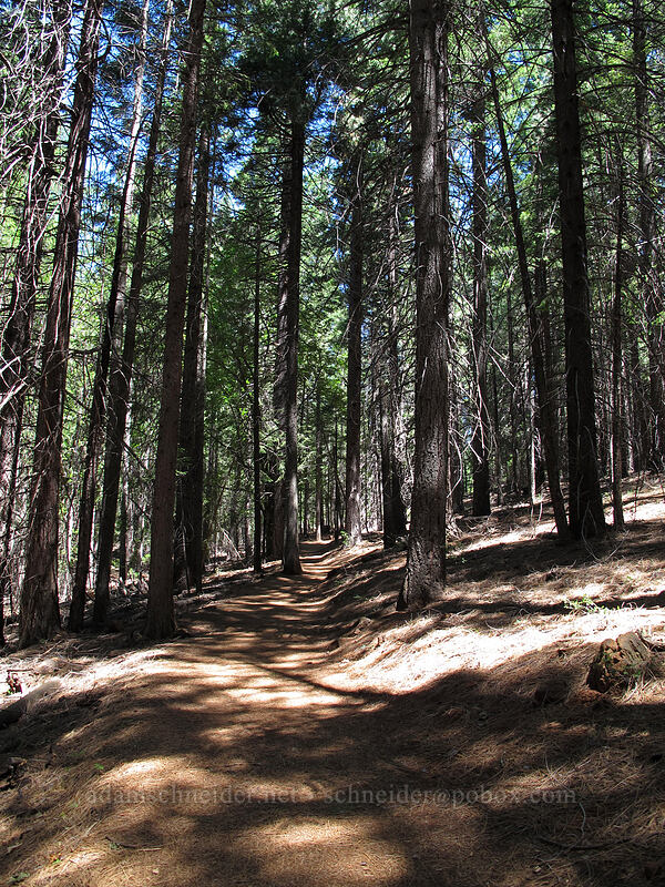 the trail [Castle Dome Trail, Castle Crags State Park, Shasta County, California]
