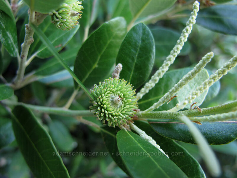 dwarf tan-oak (Notholithocarpus densiflorus var. echinoides) [Castle Dome Trail, Castle Crags Wilderness, Shasta County, California]
