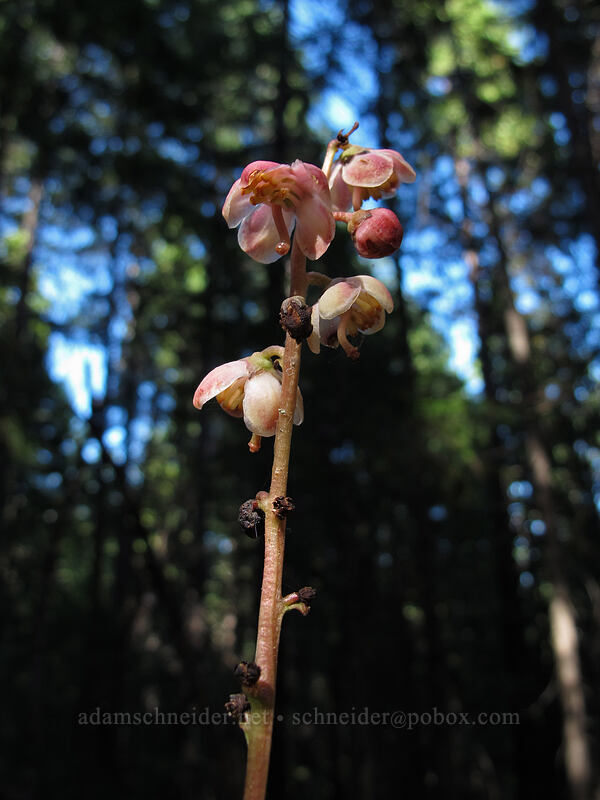 pyrola (Pyrola sp.) [Castle Dome Trail, Castle Crags State Park, Shasta County, California]