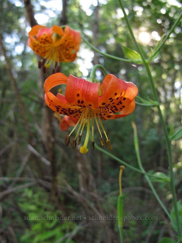 leopard lilies (Lilium pardalinum) [Castle Crags entrance, Castle Crags State Park, Shasta County, California]